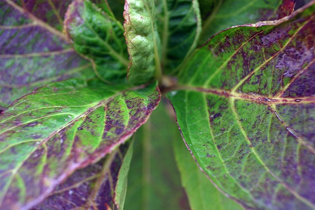IMG_6883k.jpg