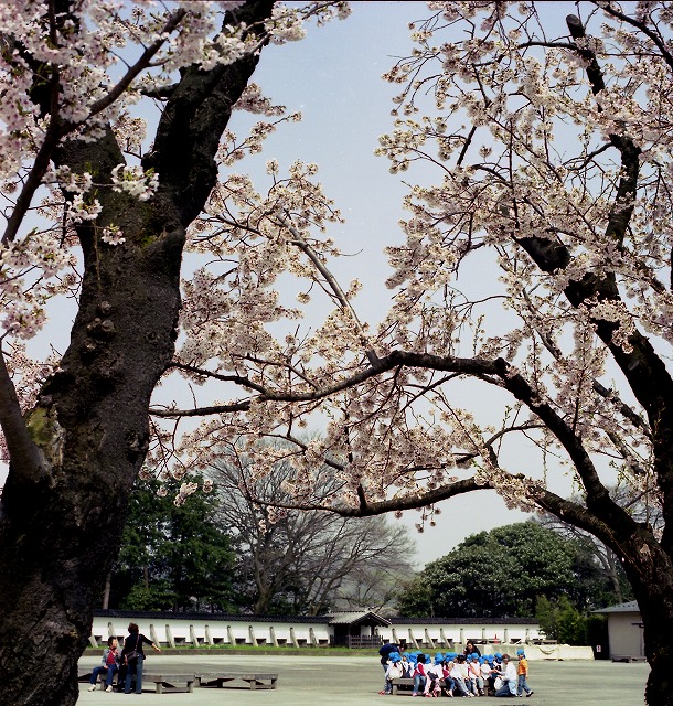 sakura09b.jpg